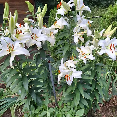 Wlodek Jelenia Góra