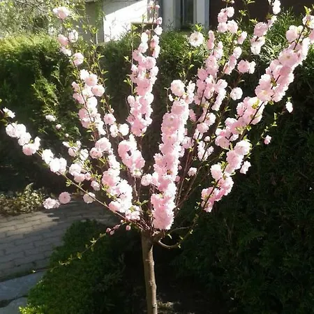 Wlodek Appartement Jelenia Góra