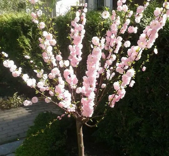 Wlodek Apartment Jelenia Gora